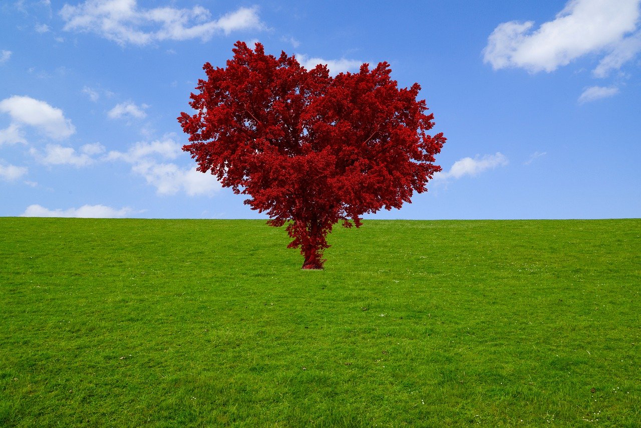 red-4766549_1280
